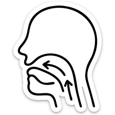 Diagram showing proper tongue posture for mewing technique, with arrows indicating tongue placement on the roof of mouth sticker