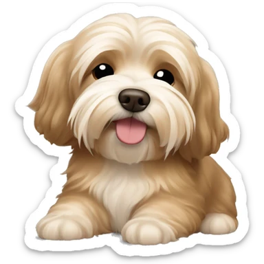 Sleeping light Brown havanese sticker