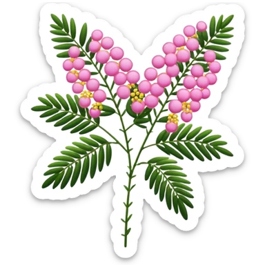 Pink Mimosa with flower  sticker