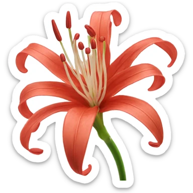 spider lily flower sticker