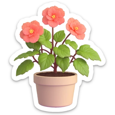 Begonia Rex plant in a beige pot with spiral leaf pattern sticker