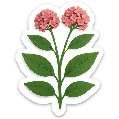 milkweed in paper craft style, layered paper details, tall green stems, broad leaves, pink flower clusters, naturalistic pose sticker