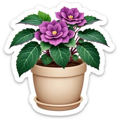 Begonia Rex with dark green leaves, purple edges, white spots in the middle, and prominent spiral centers where leaves grow from, in a beige pot sticker