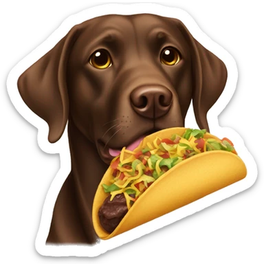 Chocolate lab with a taco sticker