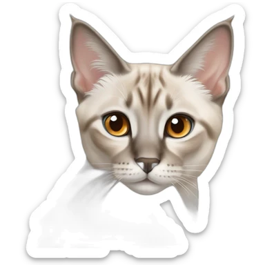 pretty female blue-eyed lynx point siamese cat with orange nose sticker