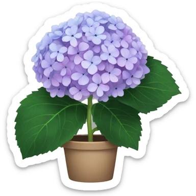 Hydrangea sticker