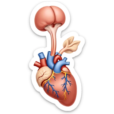 anatomically correct male body reproductive system sticker