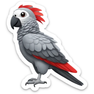 African grey parrot with red feather on his tail and not on his head with dark grey beak without red sticker