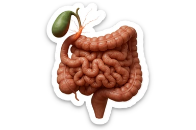 CISTIFELLEA E INTESTINO SONO COLLEGATI NEL DOLORE, SENZA SCRITTE E L'INTESTINO FALLO PERFETTO E REALISTICO, NON DISEGNATO iperrealistico 4k sticker