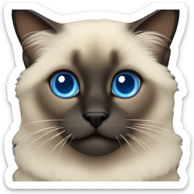 fluffy siamese dark face and blue eyes sticker