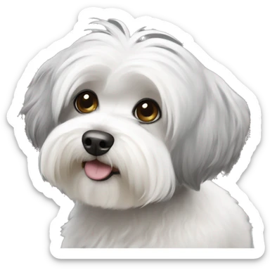 Havanese  bichon white and Grey sticker