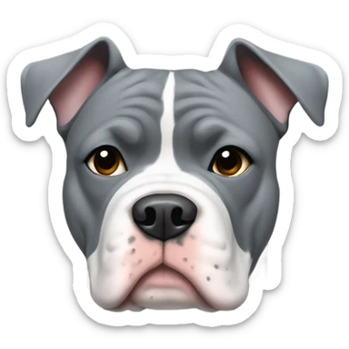 American Bully Dog That is grey with a white patch on chest wearing a sweater sticker