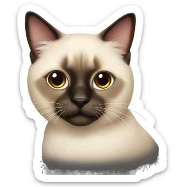 fluffy siamese cat  sticker