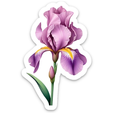 single Soft Pink Iris, straight stem sticker