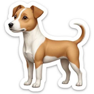 a full body facing front on of a buff white beagle cross jack russell terrier looking dog the size of a kelpie with light brown long ears resting on its face and a light brown patch above one eye and a large snout. the rest of the dog is completely white.  sticker