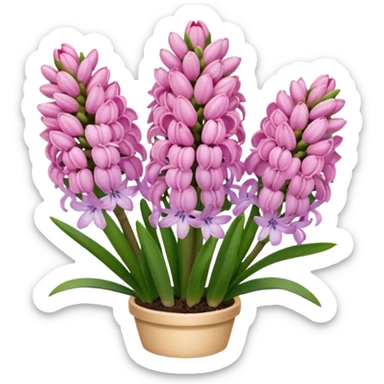Pink hyacinth sticker