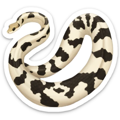 Pied python sticker