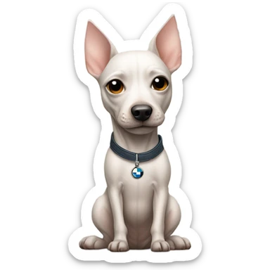 American Hairless Terrier with bmw sticker