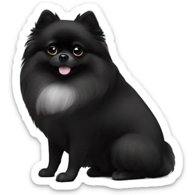 Black Pomeranian with white paws and white chest sticker