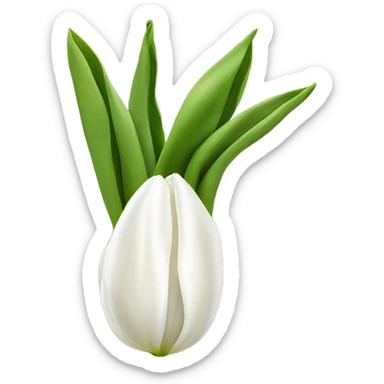 White tulips with a bow sticker