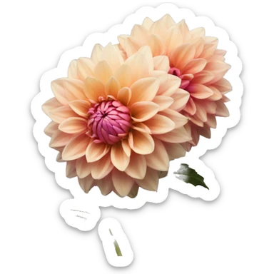 Dahlias  sticker