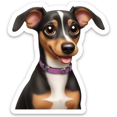 Dachshund and Chihuahua mix dog sticker