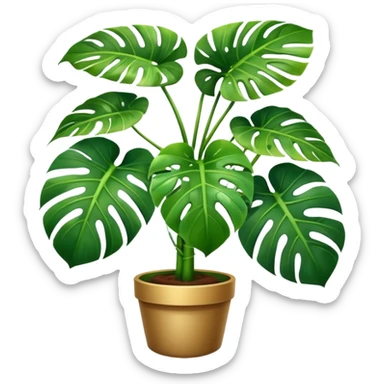 Beautiful monstera plant  sticker