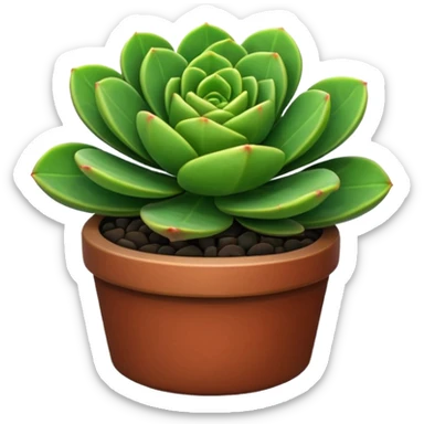 CRASSULA sticker