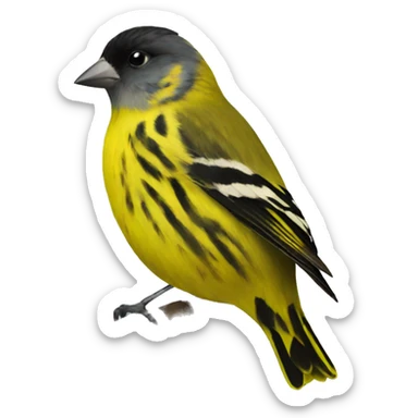 Eurasian siskin  sticker