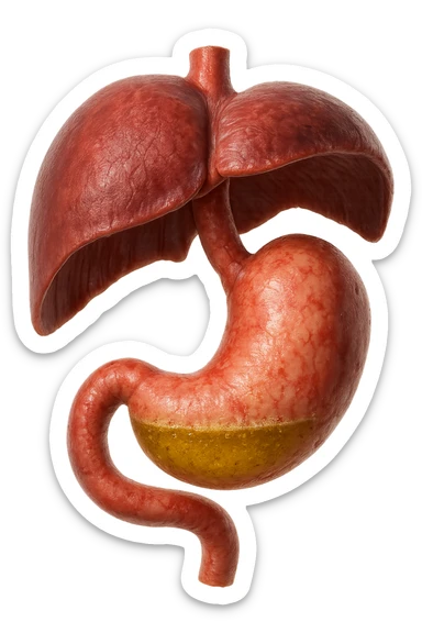 stomaco umano anatomico infiammato con acido giallo all'interno fluttua in aria insieme ad un diaframma umano, iperrealistico 4k, isolato su sfondo bianco sticker