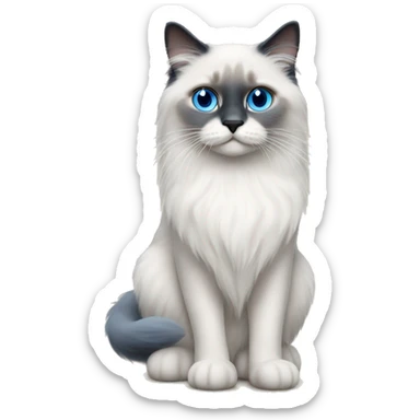 Blue point ragdoll cat with blue eyes  sticker
