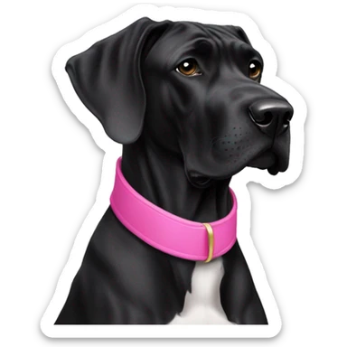 An all black great dane wearing a pink collar sticker