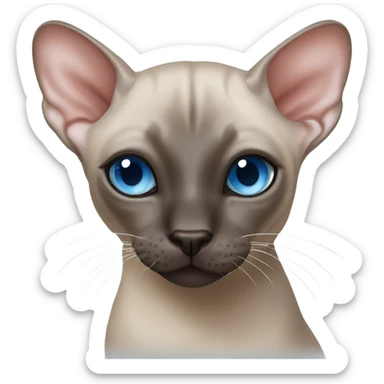 Seal point mink sphynx blue eyes dark nose no whiskers  sticker