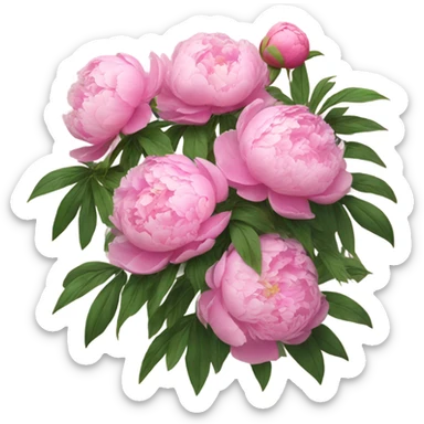 Peonies pink sticker