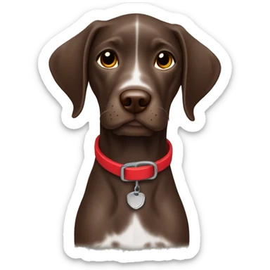 Brown german short haired pointer puppy with red collar sticker