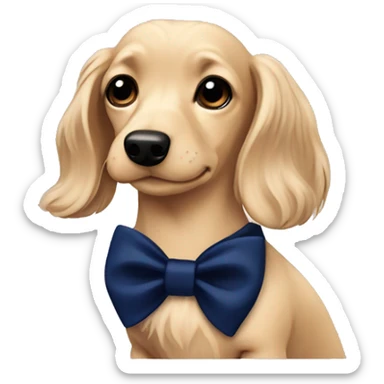 Cream Dachshund long haired wearing a navy blue collar with a navy blue bow on the collar sticker