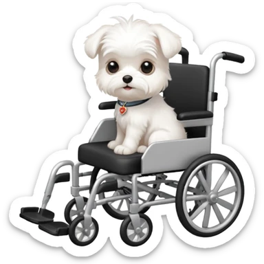 White Maltese puppy in wheelchair  sticker