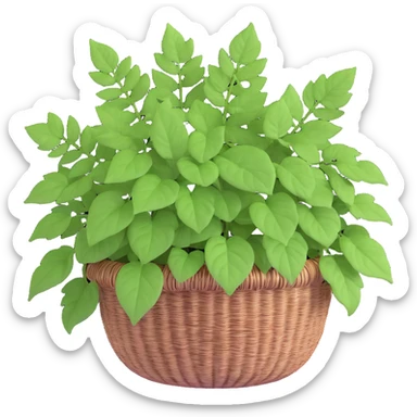 Plectranthus Verticillatus with trailing vines and extremely round circular penny-shaped leaves in a coconut fiber basket sticker