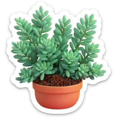 Sedum Pachyphyllum succulent with chubby blue-green leaves sticker
