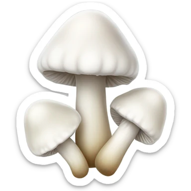 Bundle of white mushroom with long&thin stem and tiny&round pileus sticker