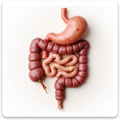 healthy intestine, anatomical, realistic details, vital and well perfused appearance, no inflammation, light background sticker