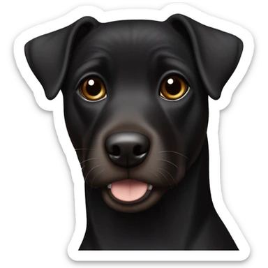 A sitting black Patterdale Terrier dog with a white patch on its chest and brown eyes. sticker