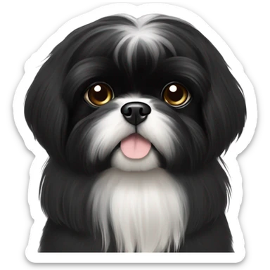 Fully black shiz tzu with long hair and a tiny bit of white on chin sticker