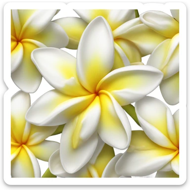 White and yellow frangipani flower sticker