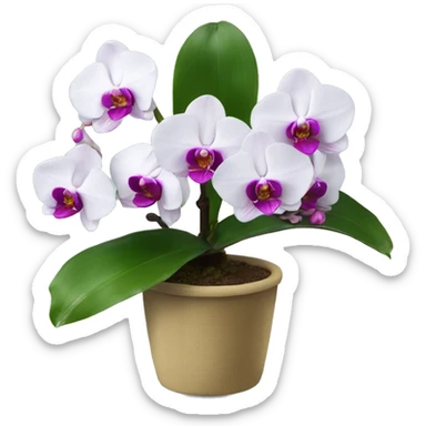phalaenopsis sticker