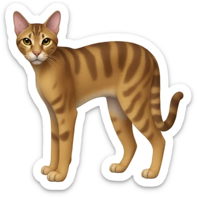 Sokoke Cat Breed Full Body sticker