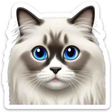 Blue point ragdoll with long hair and blue eyes  sticker