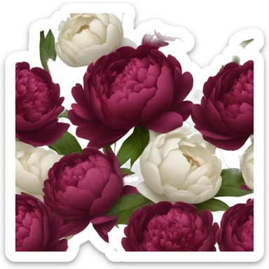 Big bouquet of burgundy peonies with a white satin ribbon sticker