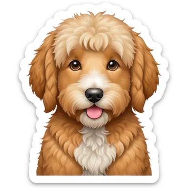 goldendoodle with apricot fur and a bernedoodle sticker