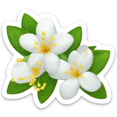 Jasmine flowers with white petals and yellow center of petals with stamens. sticker